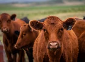 Free photo image cow nature agriculture