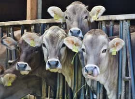 4 Cows Behind Black Metal Rails